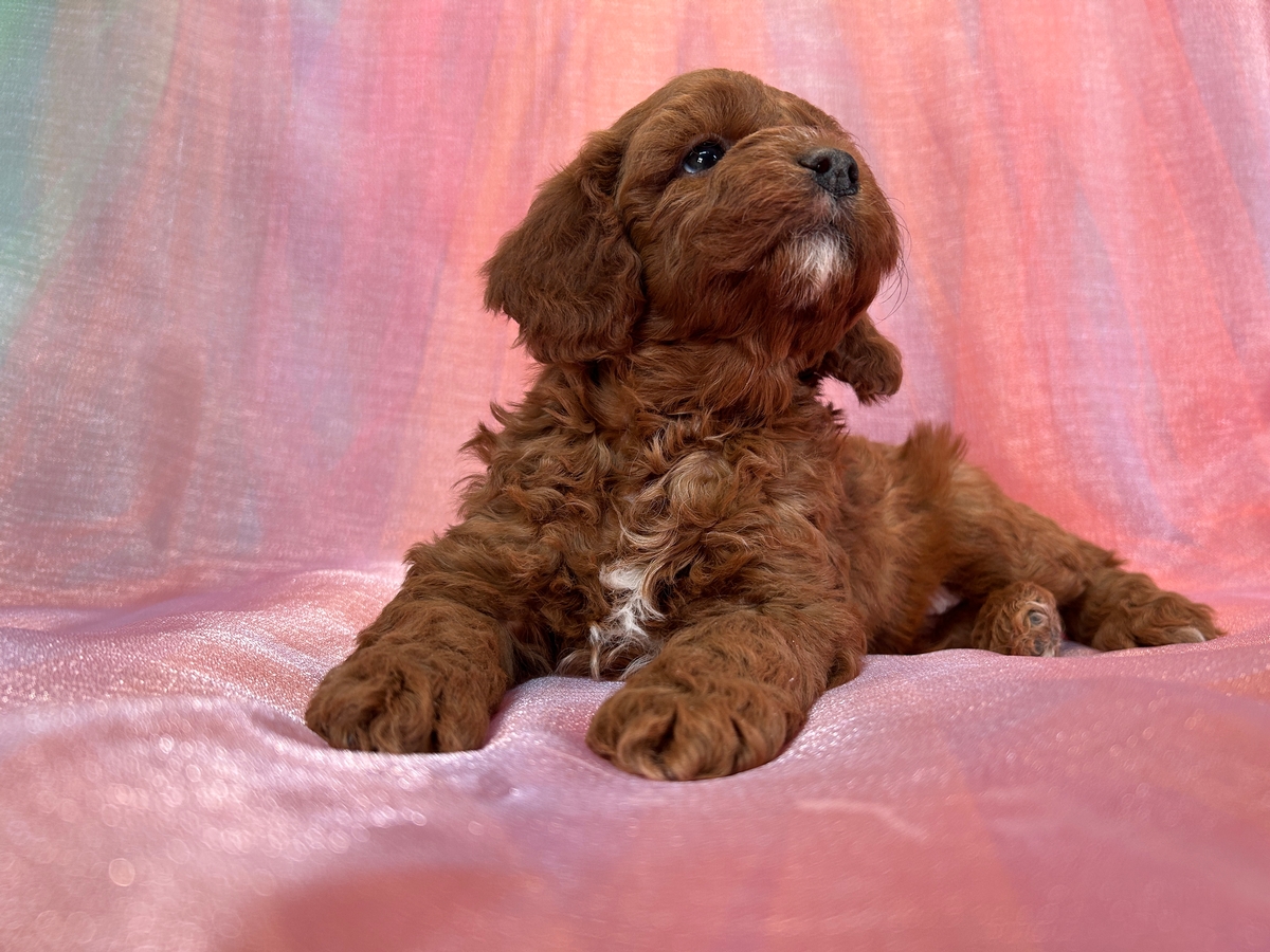 Male Cockapoo Puppy for Sale DOB 10-24-2024 $900